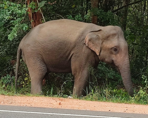 Sri Lanka4