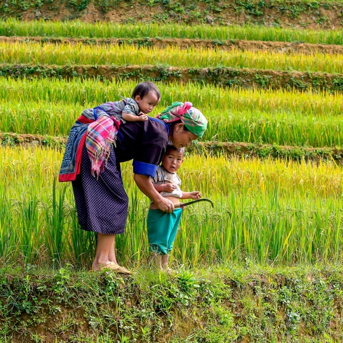 famille rizière vietnam